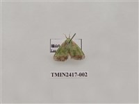 藏品(雙齒綠刺蛾)的圖片